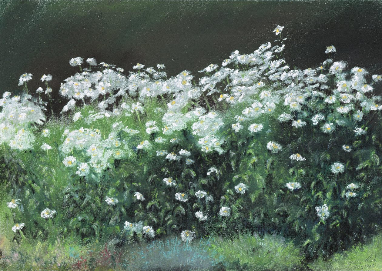 Shasta-Gänseblümchen von Anthony Rule