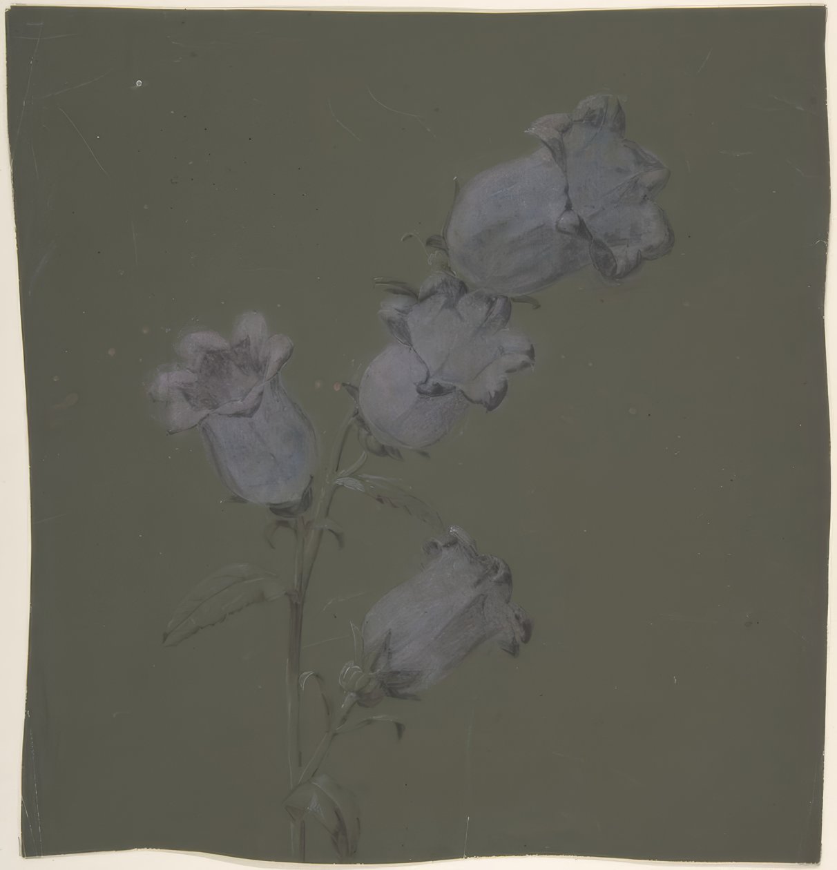 Spray von Canterbury Bells von Antoine Berjon