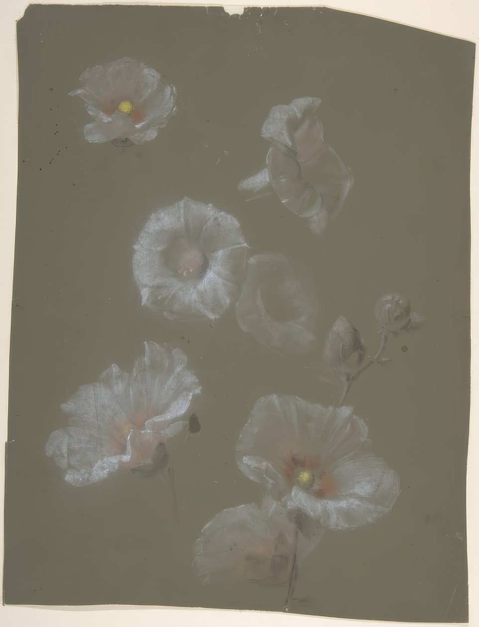 Weiße Stockrosen von Antoine Berjon