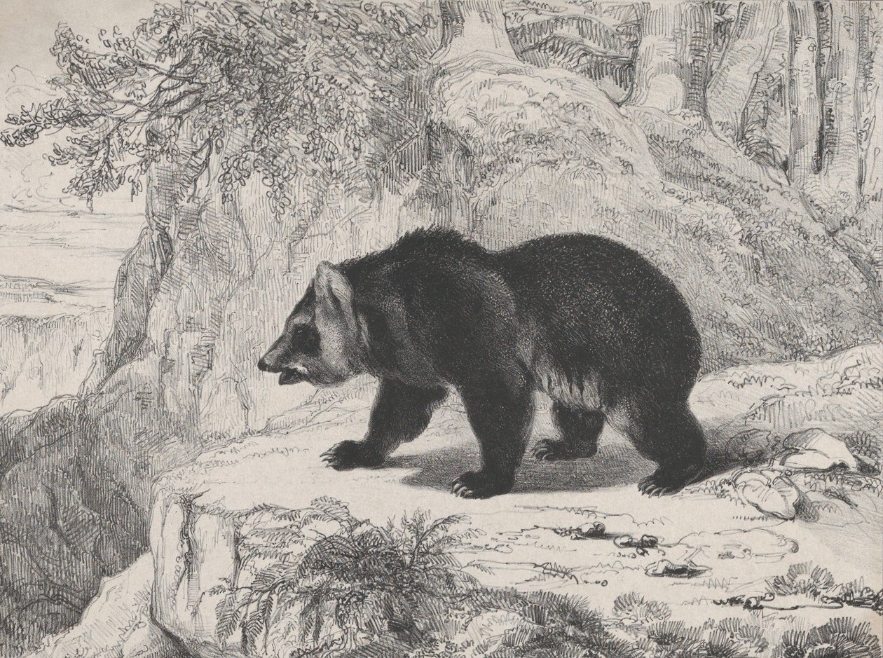 Mississippi-Bär, 1836 von Antoine Louis Barye