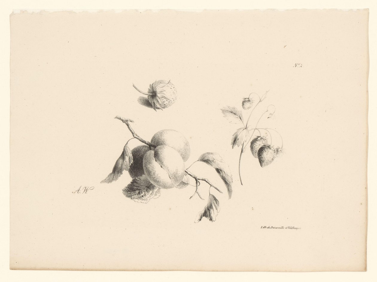 Aprikosen und Erdbeeren von Anton Weiss