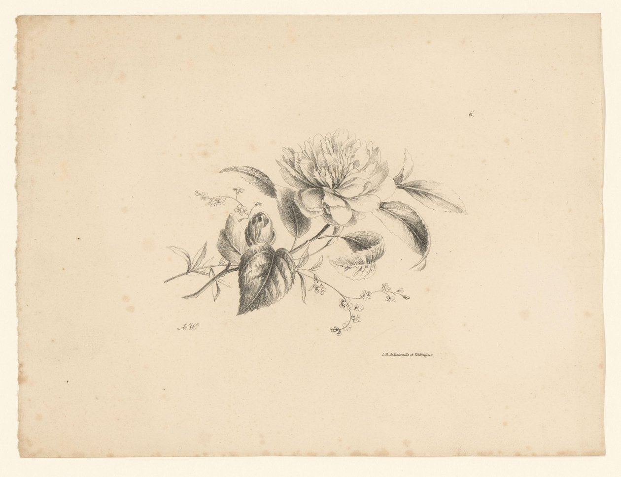Verschiedene Blumen von Anton Weiss