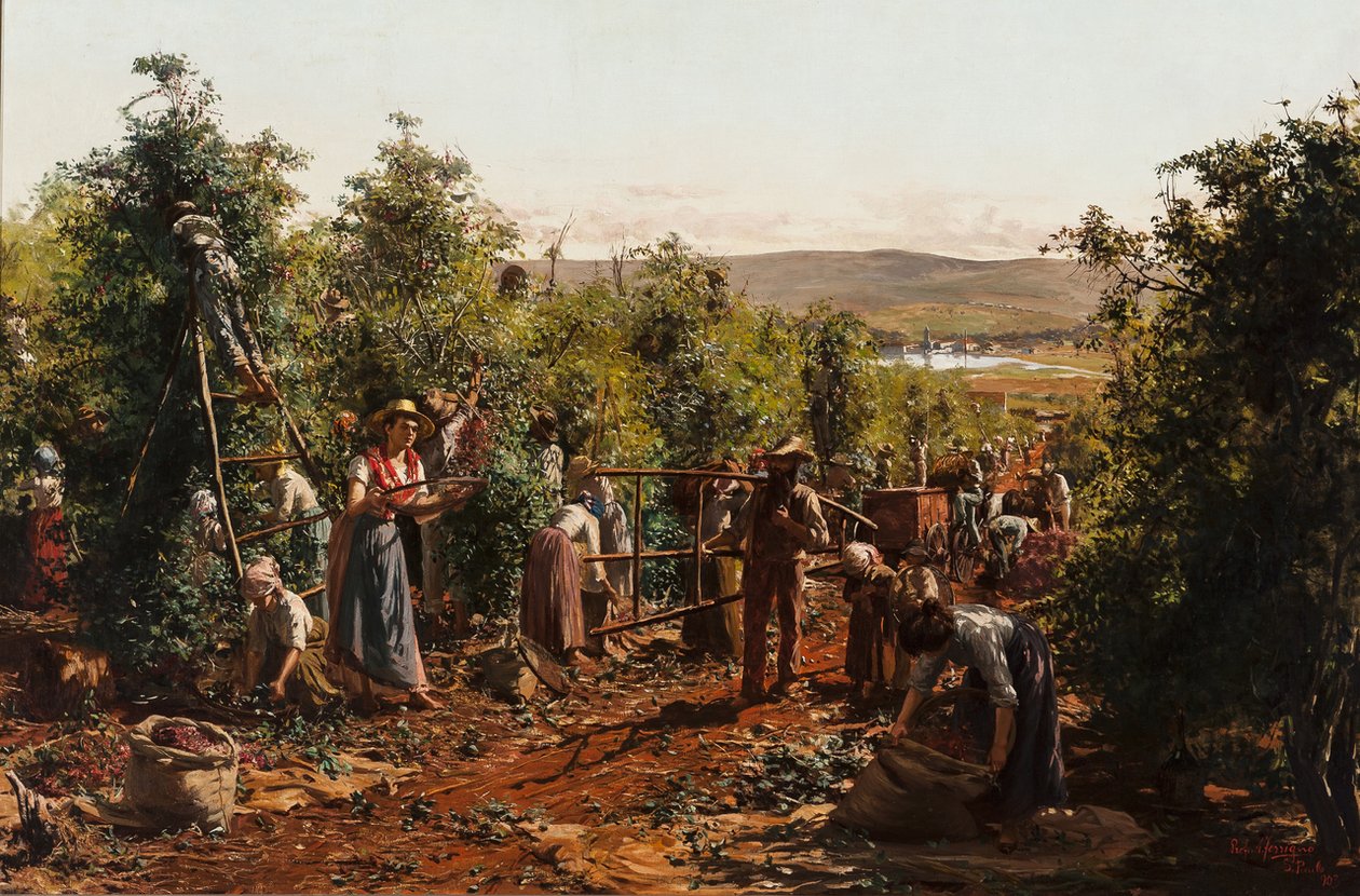 Die Ernte, Fazenda Santa Gertrudes - Araras, SP von Antonio Ferrigno