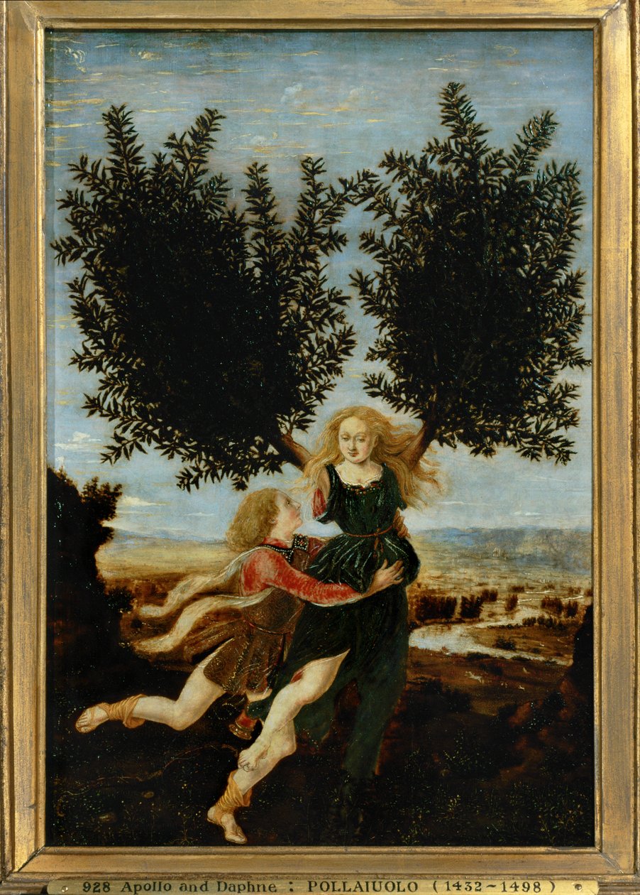Apollo und Daphne von Antonio Pollaiuolo