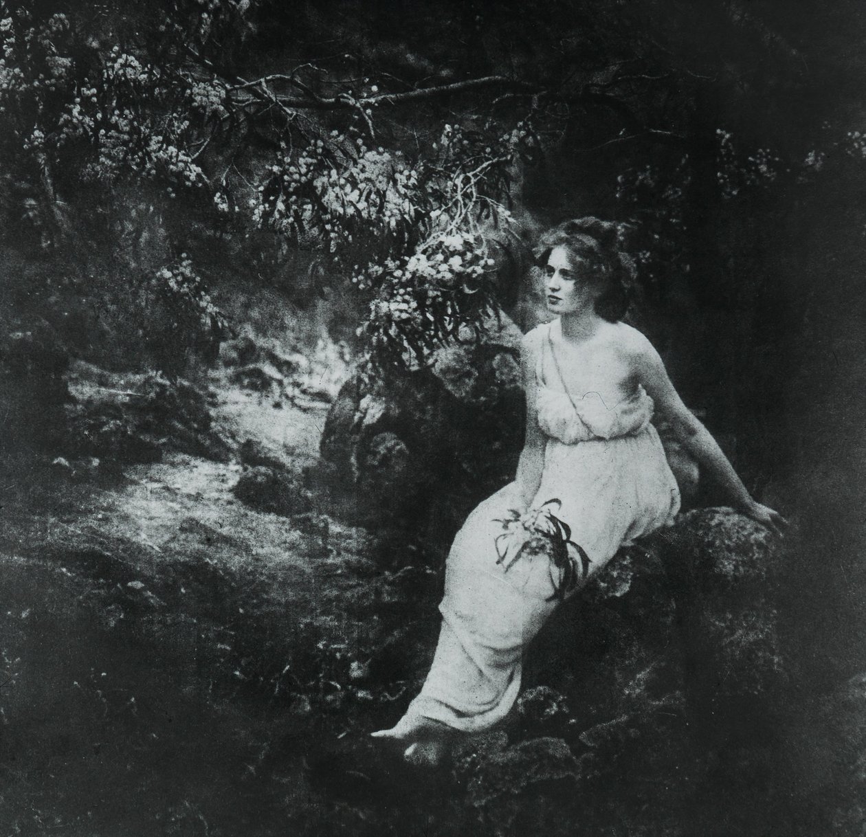 Küstenakazie, Acacia longifolia von Archibald James Campbell