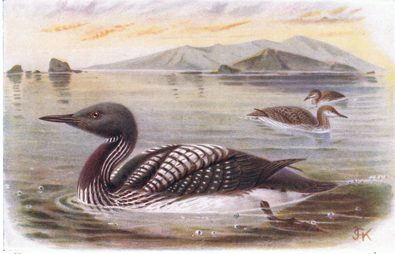 Schwarzkehl-Taucher von Archibald Thorburn