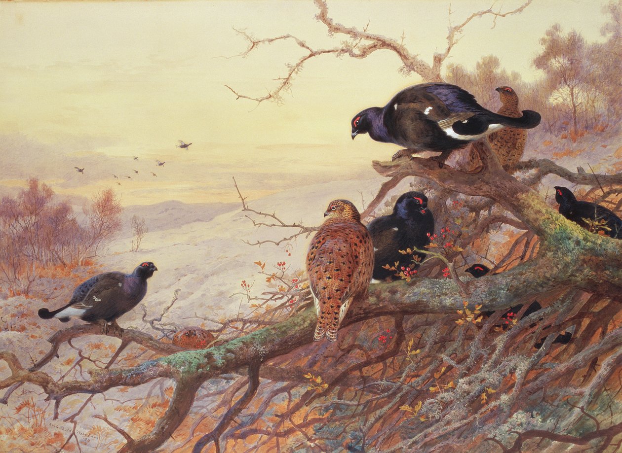 Auerhahn im Winter von Archibald Thorburn