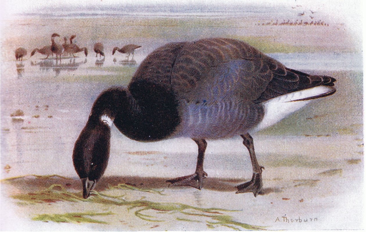 Ringelgans von Archibald Thorburn
