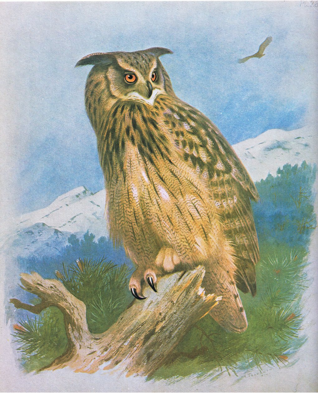 Uhu, veröffentlicht von Book Club Associates, 1972 von Archibald Thorburn
