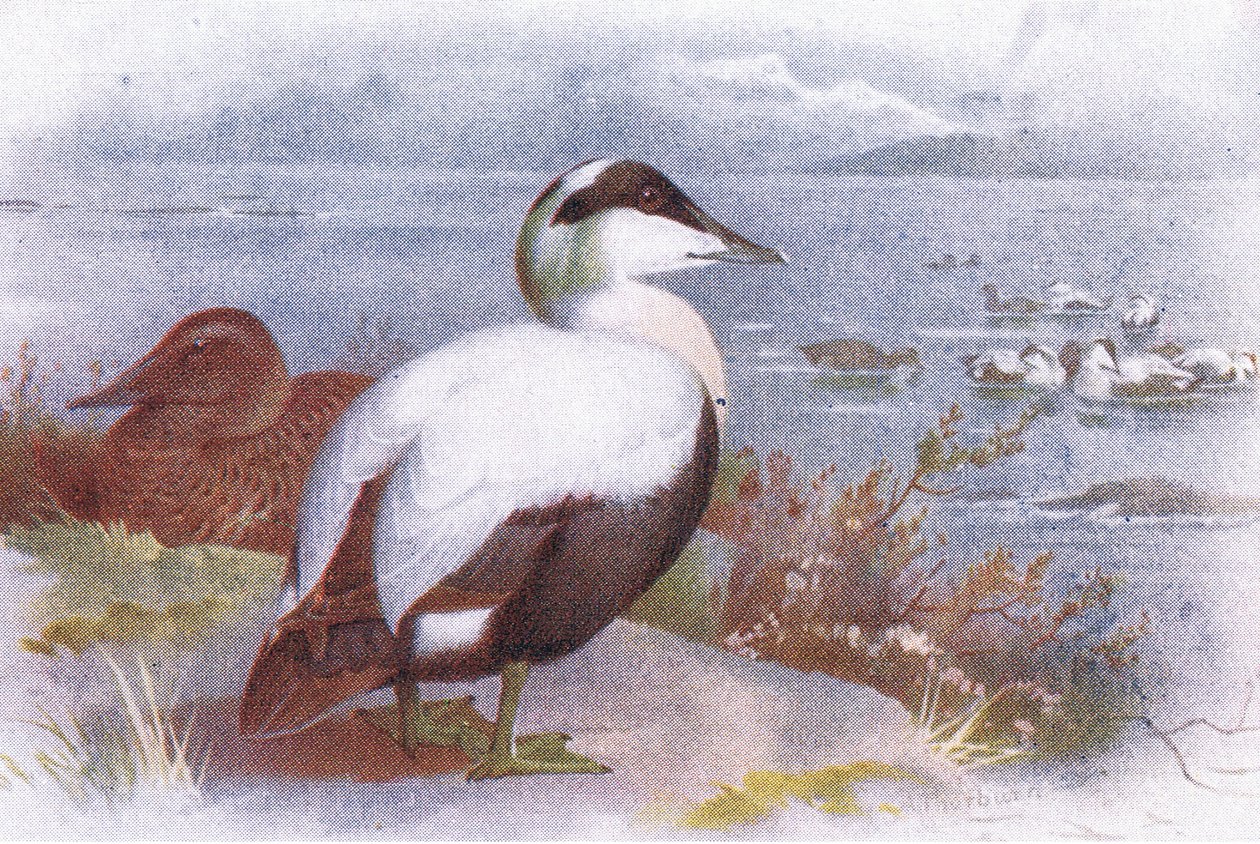 Eiderente von Archibald Thorburn