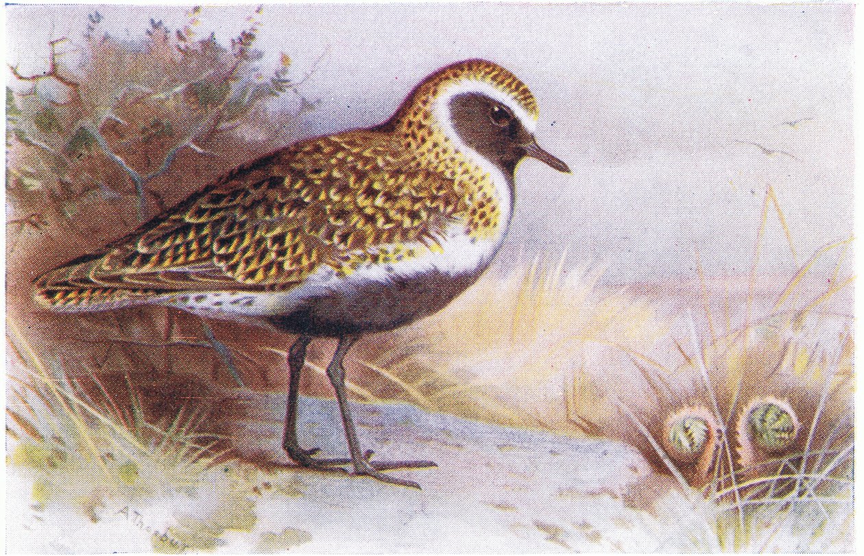 Goldregenpfeifer, aus Birds of the British Isles and Their Eggs veröffentlicht von Frederick Warne & Co Ltd, 1958 von Archibald Thorburn