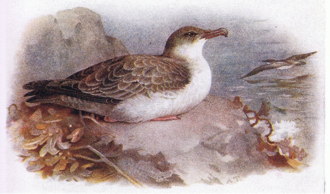 Großer Sturmtaucher von Archibald Thorburn
