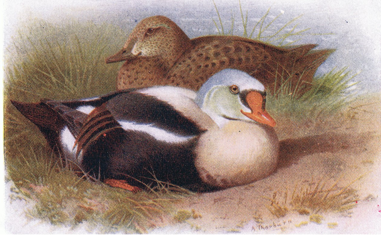 Königseiderente von Archibald Thorburn