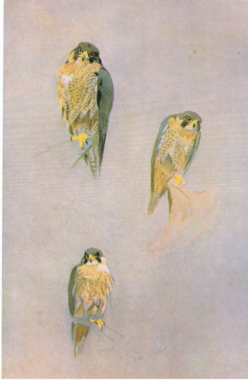 Studien des Wanderfalken, veröffentlicht von Book Club Associates, 1972 von Archibald Thorburn