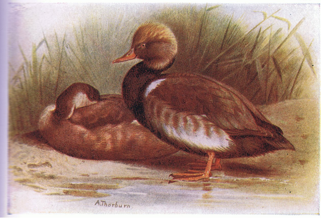 Kolbenente von Archibald Thorburn