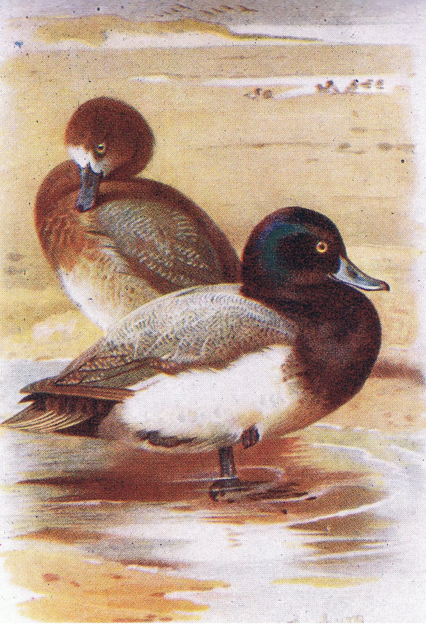 Bergente von Archibald Thorburn