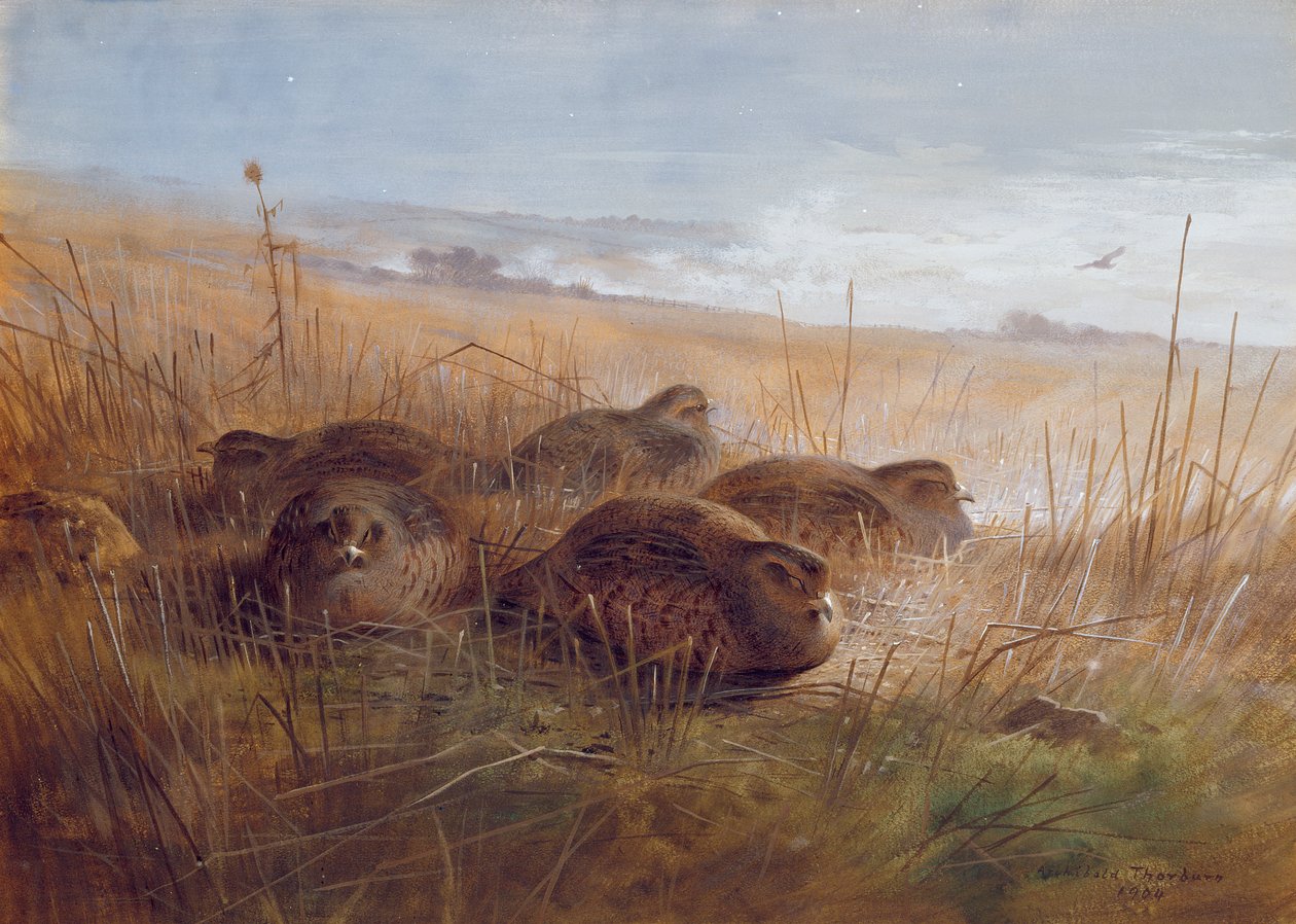 Schnepfe, 1923 von Archibald Thorburn