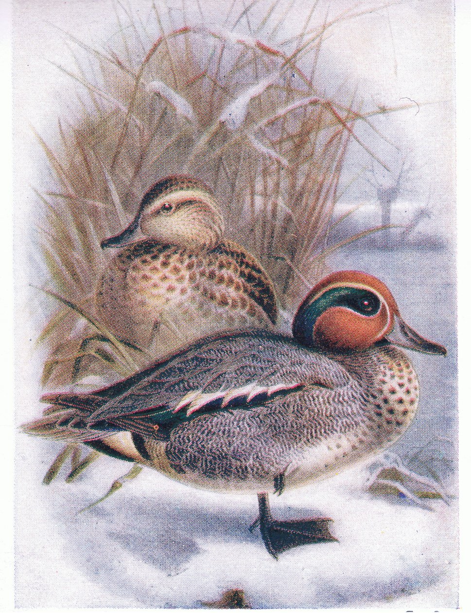 Krickerl von Archibald Thorburn