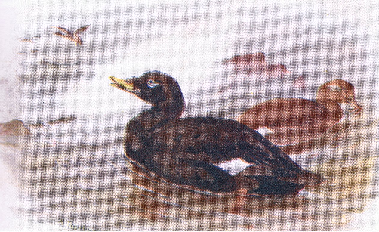 Samtente von Archibald Thorburn