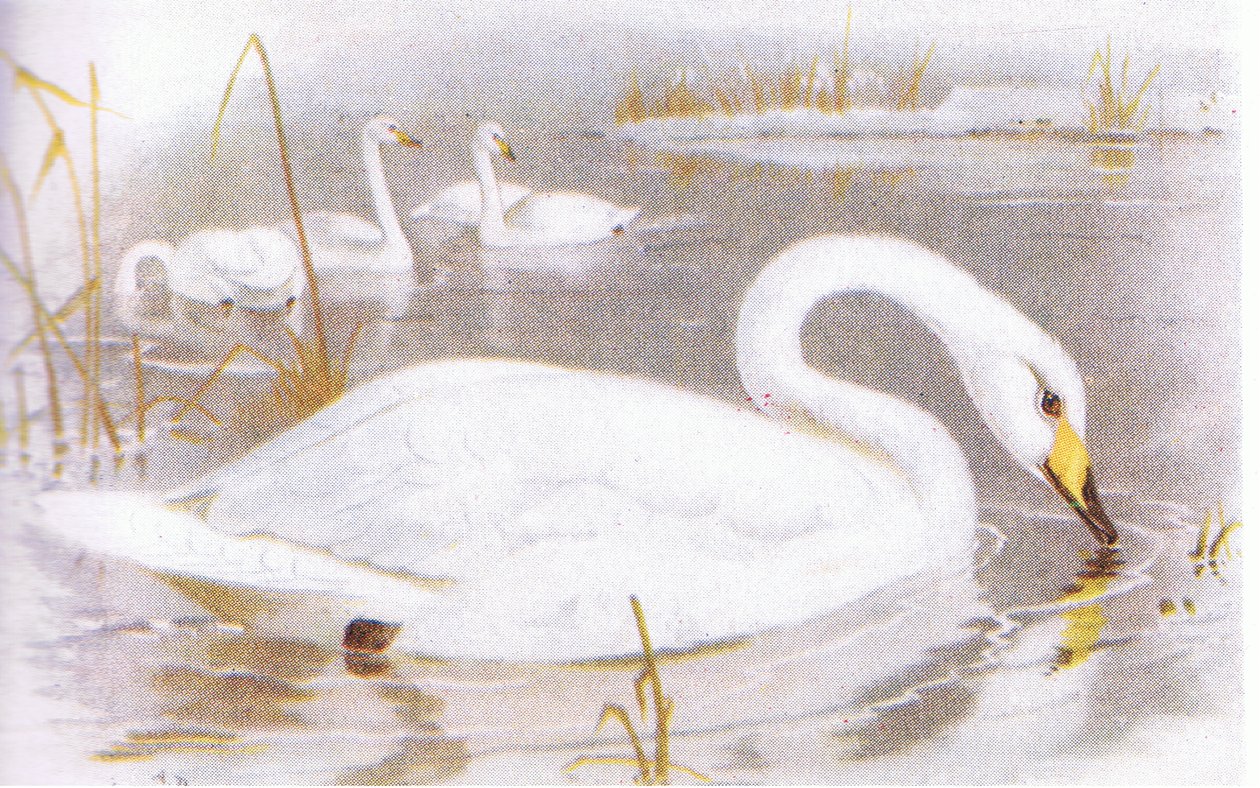 Singschwan von Archibald Thorburn