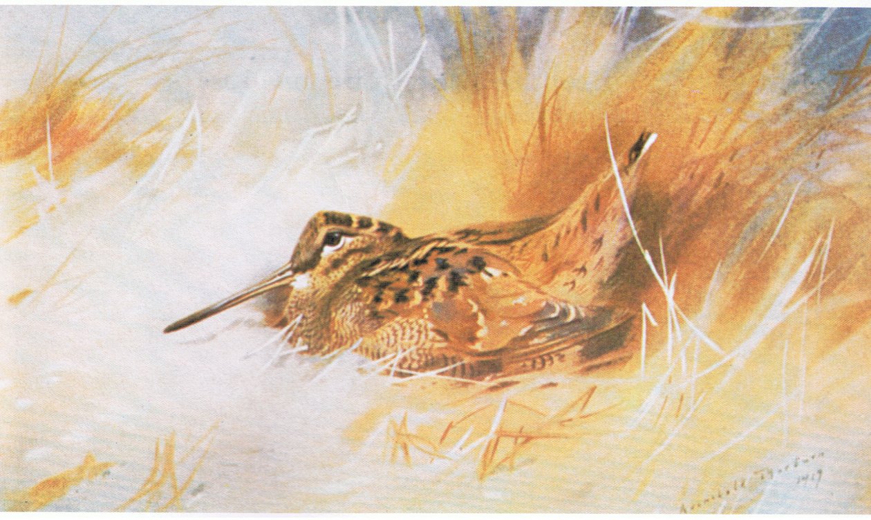 Waldschnepfe, veröffentlicht von Book Club Associates, 1972 von Archibald Thorburn