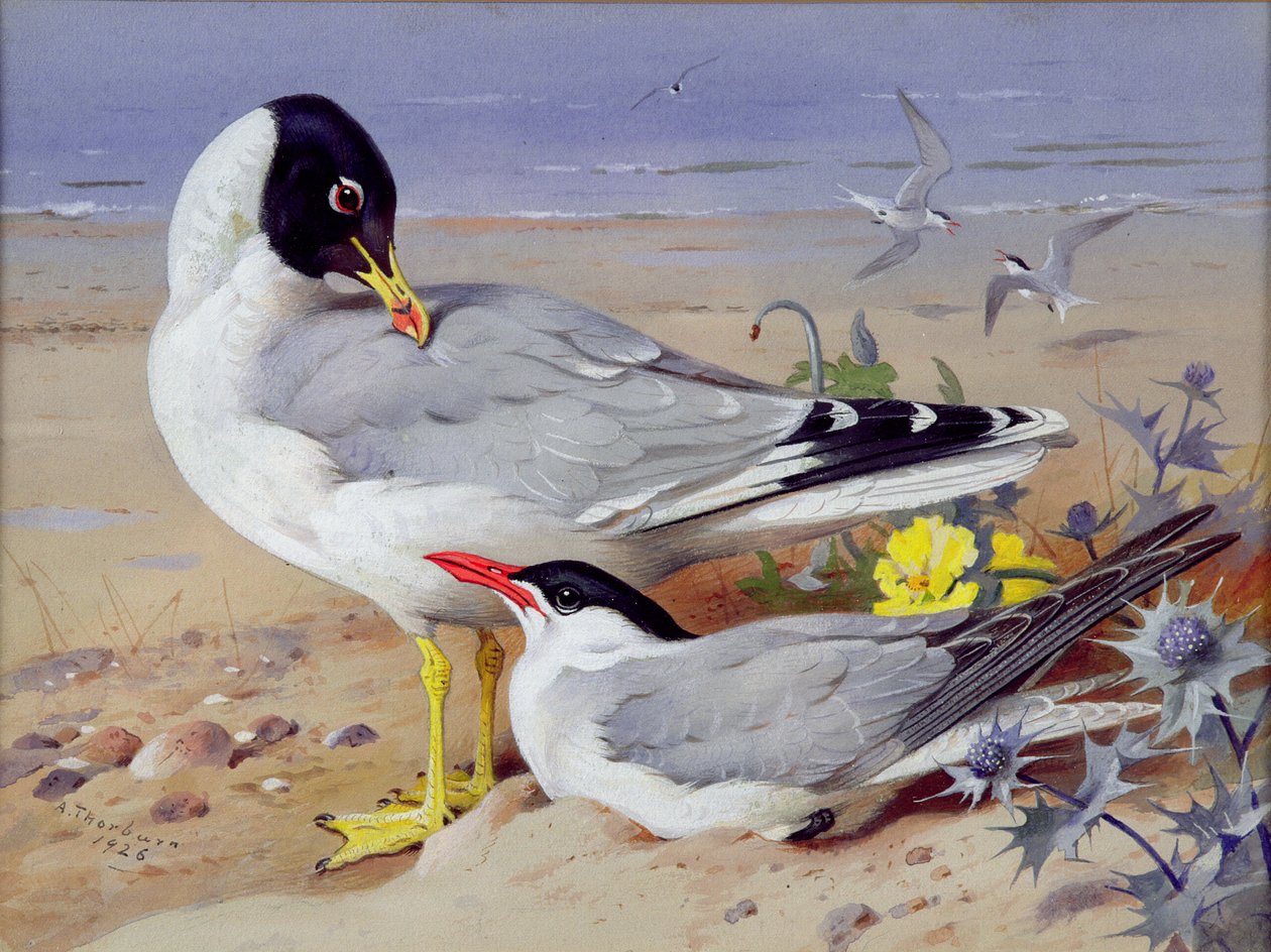 Schwarzkopfmöwen von Archibald Thornburn