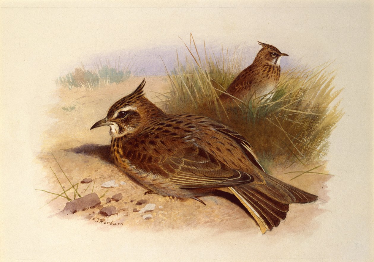 Eine Haubenlerche, Britische Vögel von Archibald Thorburn