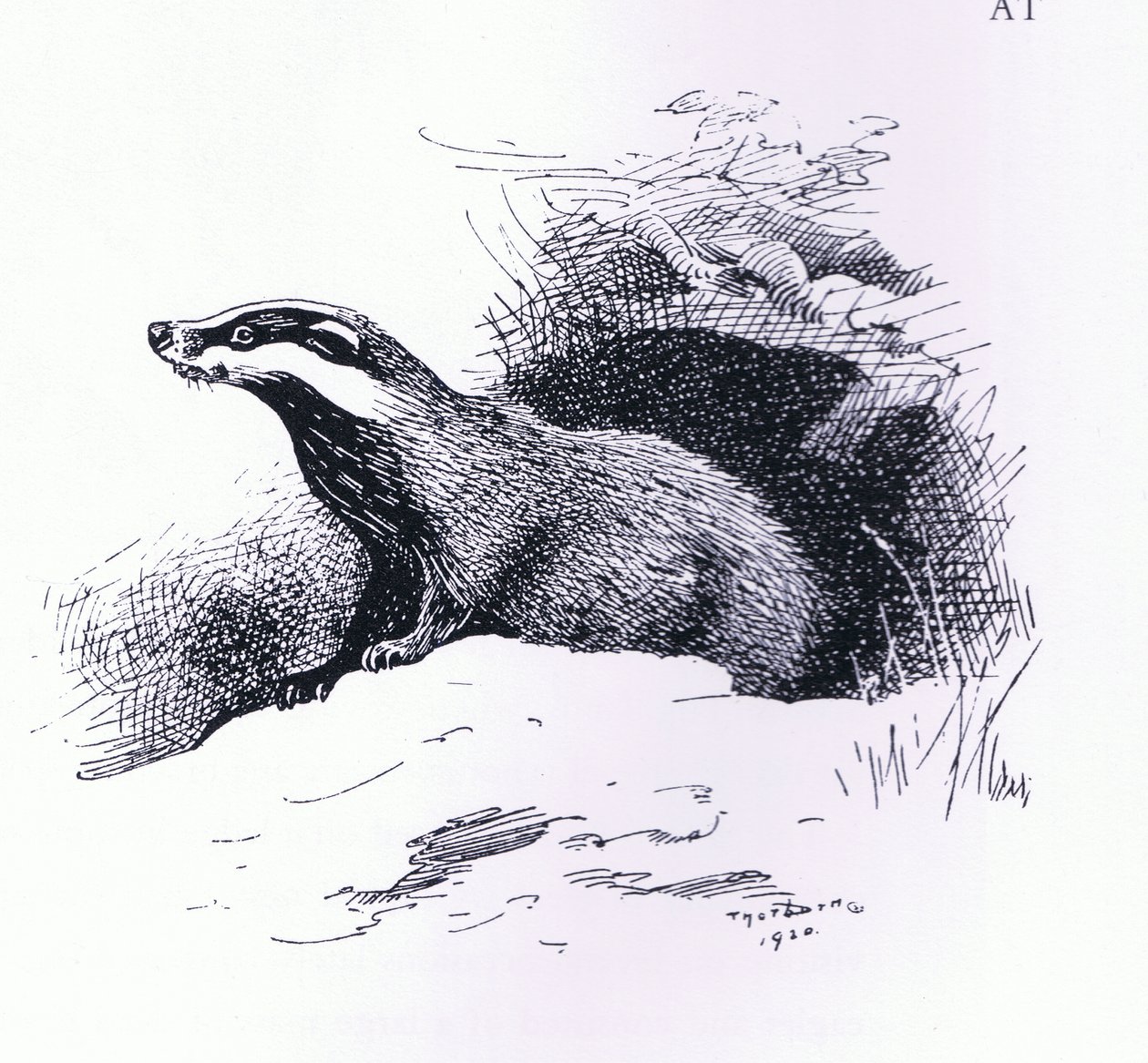 Dachs, veröffentlicht von Book Club Associates von Archibald Thorburn