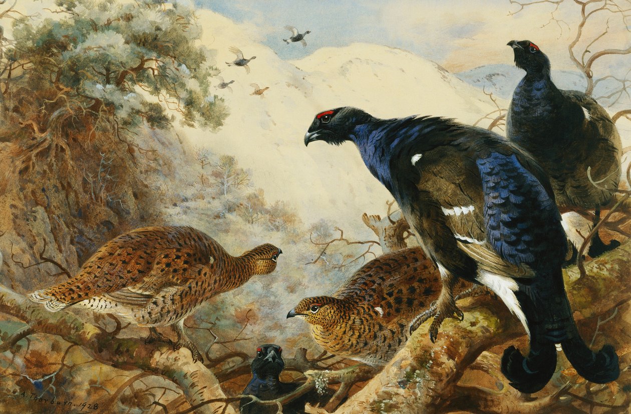 Birkhuhn von Archibald Thorburn
