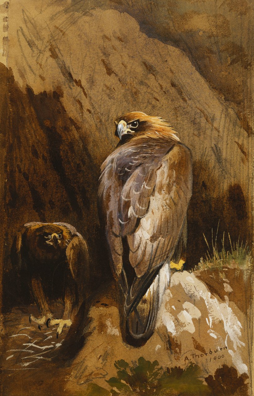 Steinadler an ihrem Horst von Archibald Thorburn