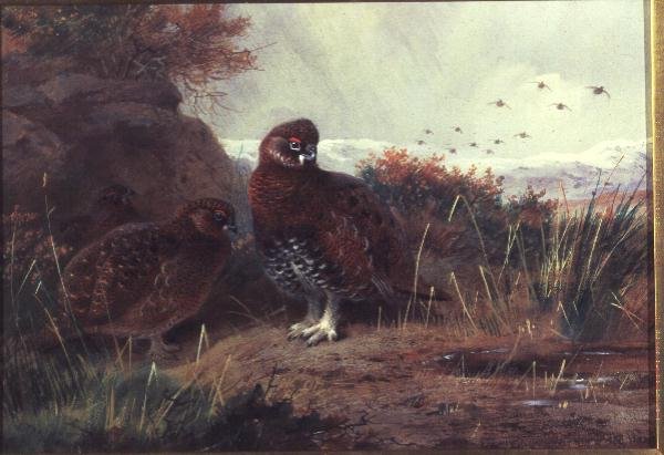 Moorhuhn in einer Winterlandschaft von Archibald Thorburn