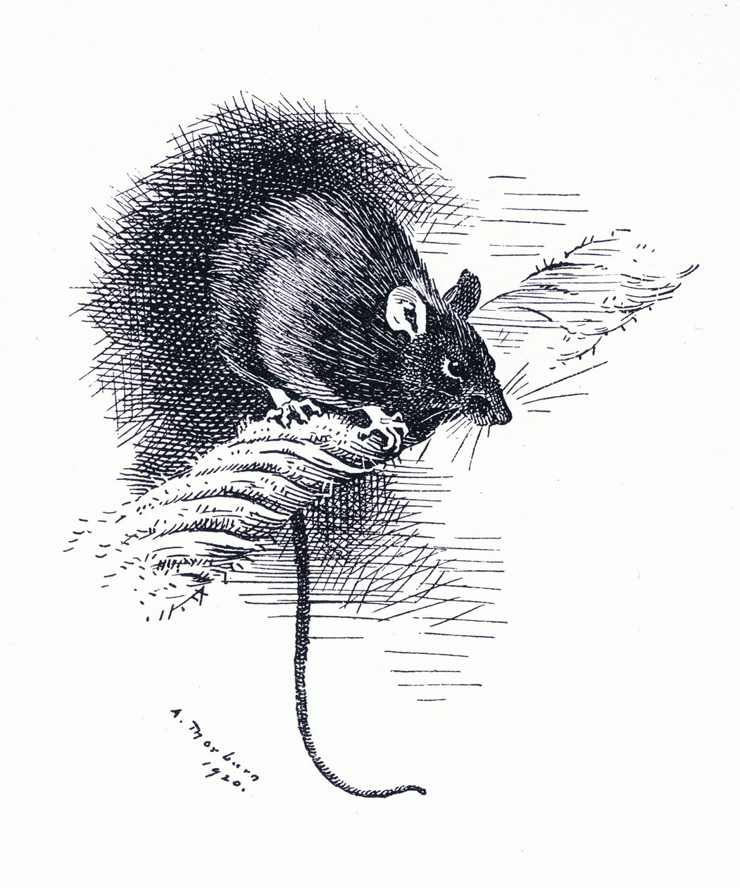 Ratte, veröffentlicht von Book Club Associates von Archibald Thorburn