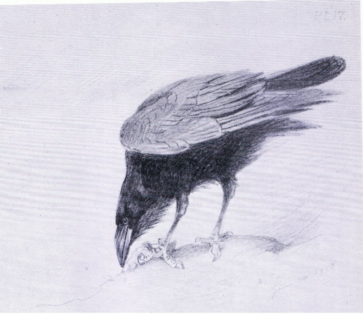 Rabe, veröffentlicht von Book Club Associates von Archibald Thorburn