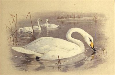 Schwäne auf dem Wasser von Archibald Thorburn