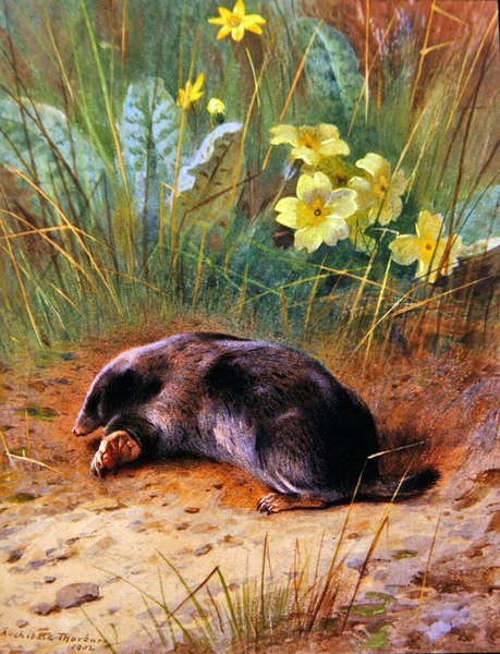 Der Gemeine Maulwurf von Archibald Thorburn