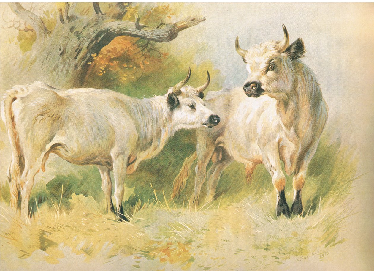 Wildrinder von Archibald Thorburn