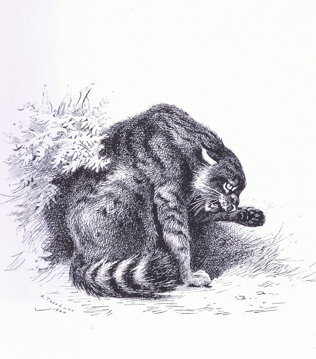 Wildkatze, veröffentlicht von Book Club Associates von Archibald Thorburn