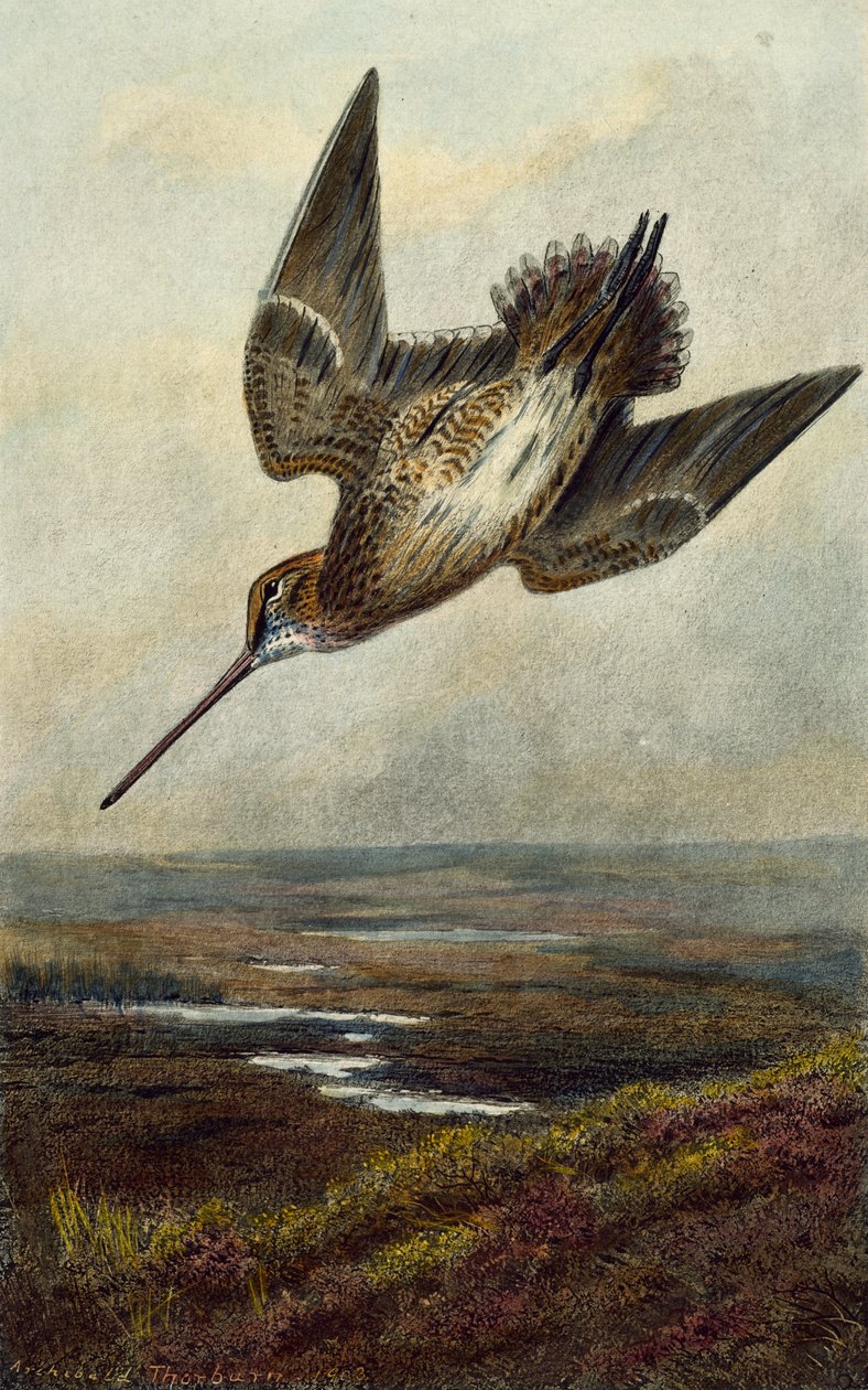 Waldschnepfe von Archibald Thorburn