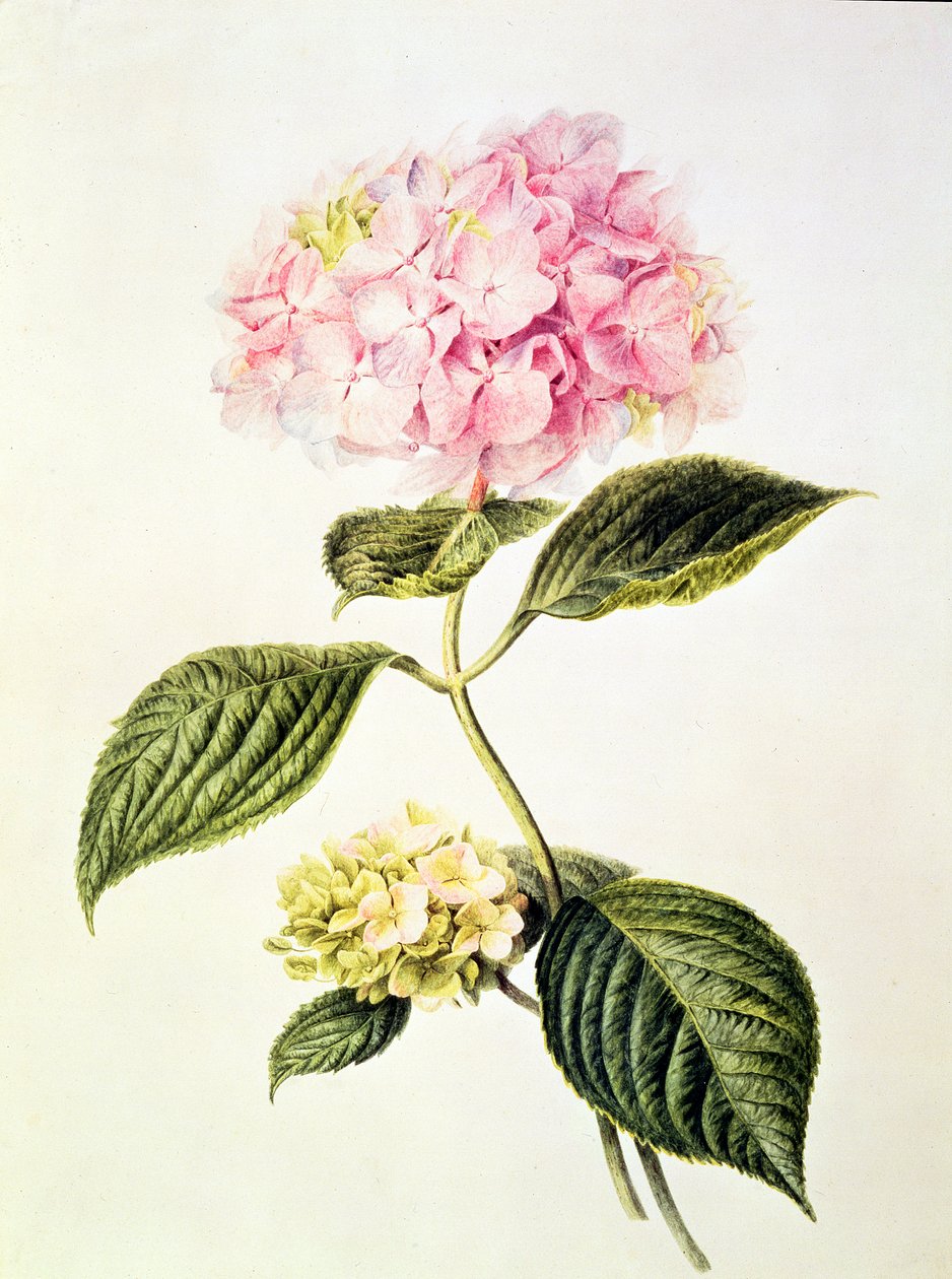Hydrangea hortensia von Arnoldus Bloemers