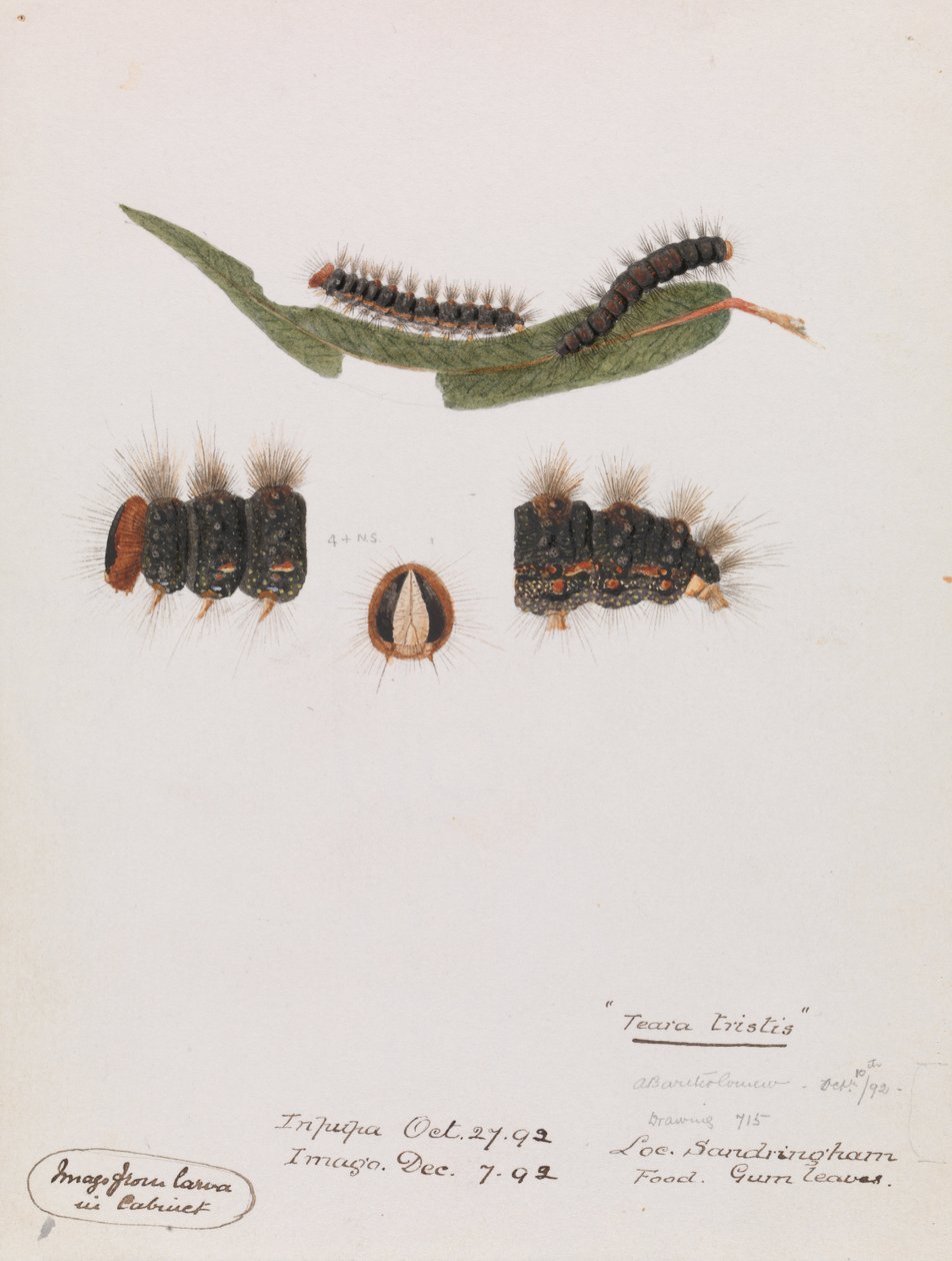 Raupe, Epicoma contristis, Teara tristis von Arthur Bartholomew