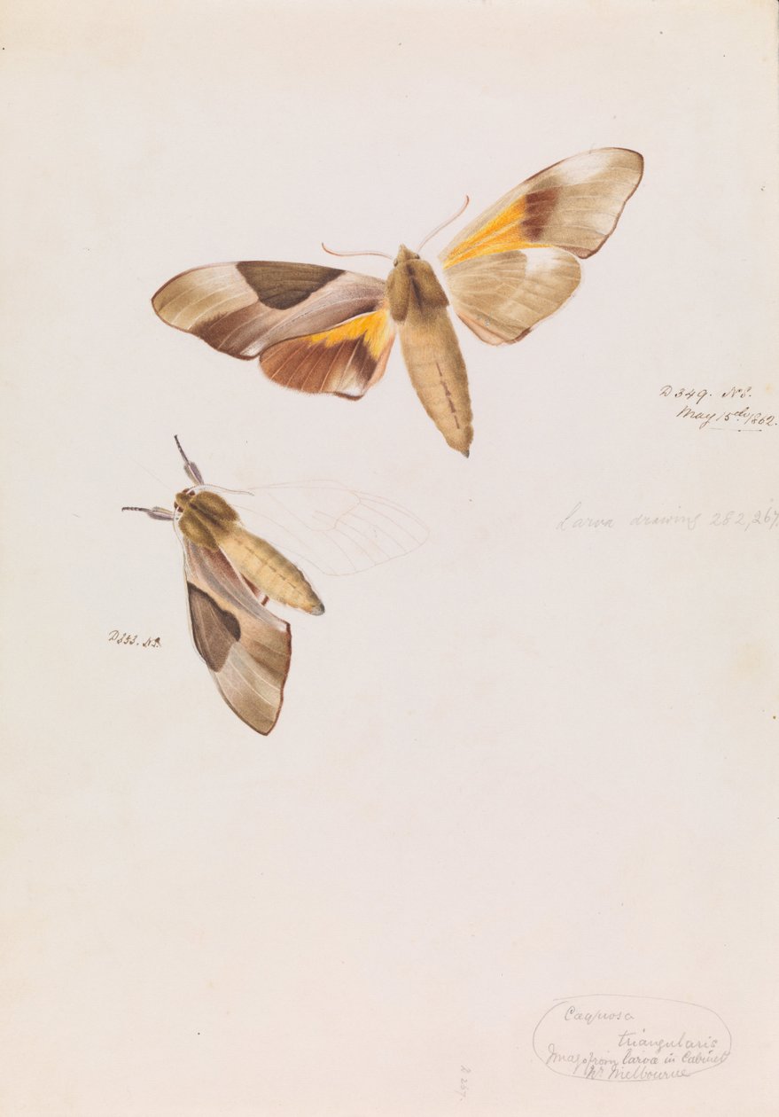 Doppelköpfiger Falkenfalter, Coequosa triangularis von Arthur Bartholomew