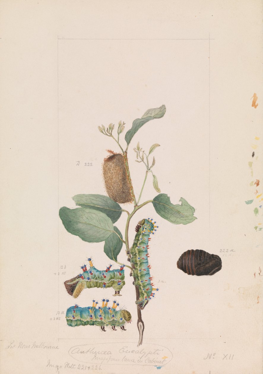Kaisergummifalter, Opodiphthera eucalypti von Arthur Bartholomew