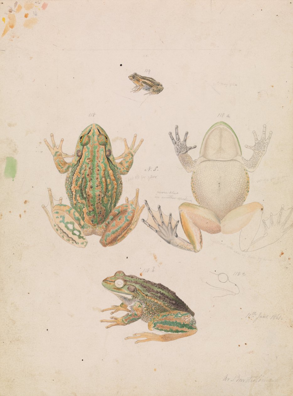 Knurrende Grasfrosch, Litoria raniformis von Arthur Bartholomew