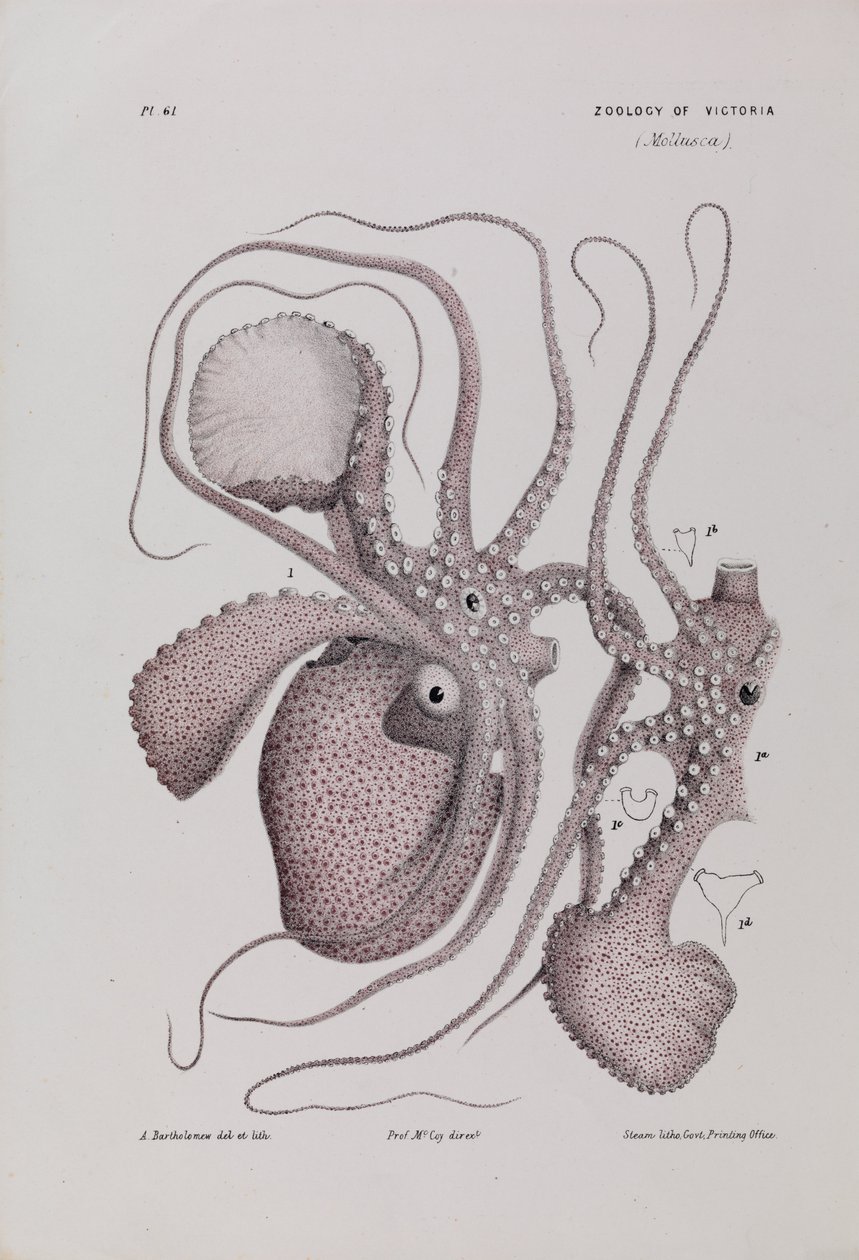 Papier-Nautilus, Argonauta nodosa von Arthur Bartholomew