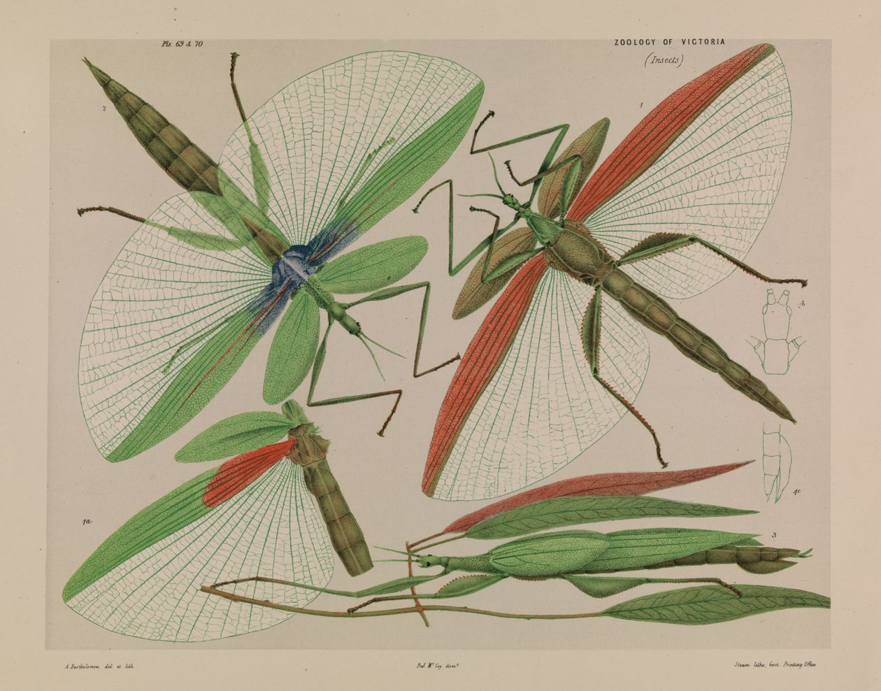 Rot-schultrige Stabheuschrecke, Tropidoderus rhodomus von Arthur Bartholomew