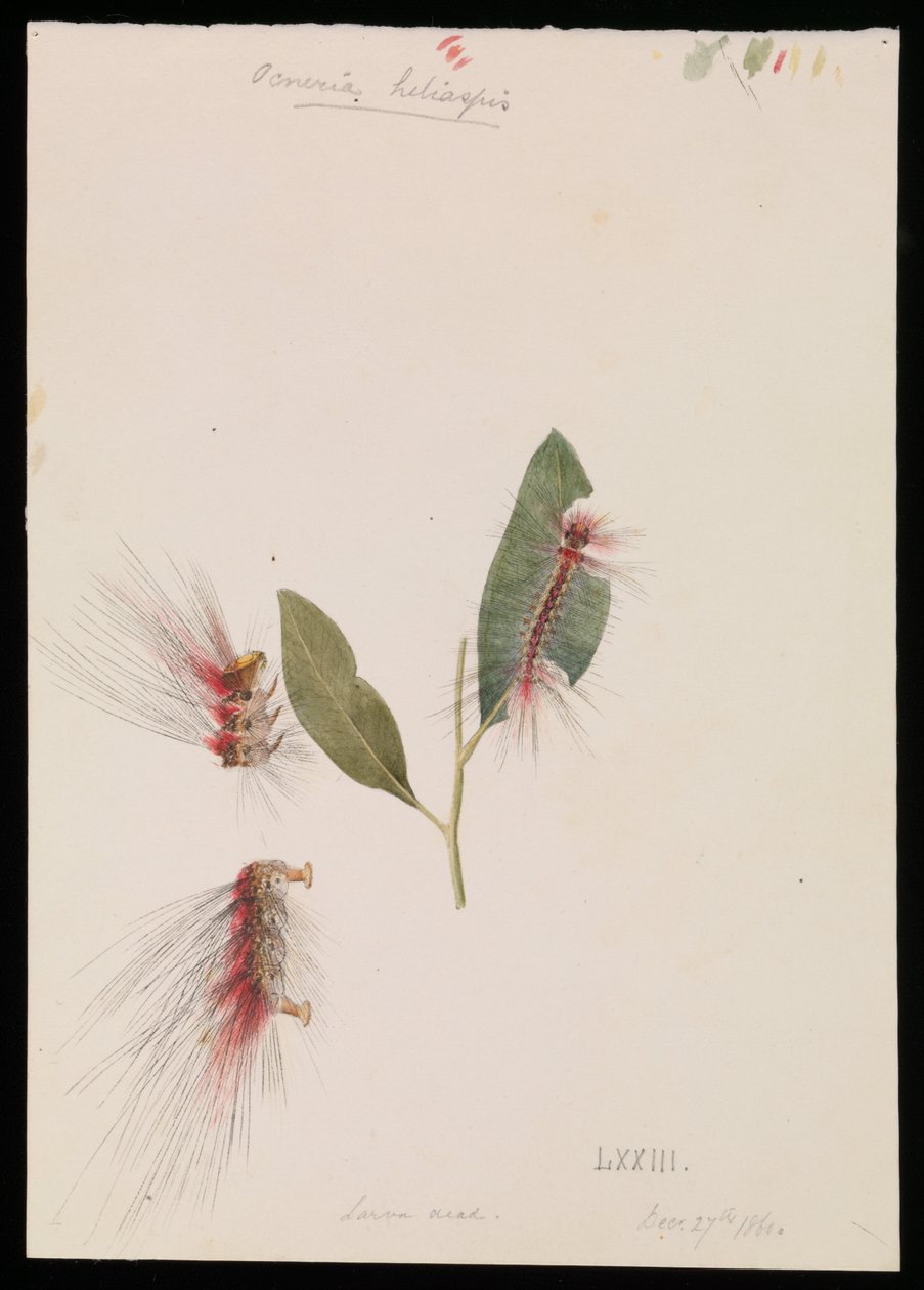 Rosen-Anthelid, Chenuala helispis von Arthur Bartholomew