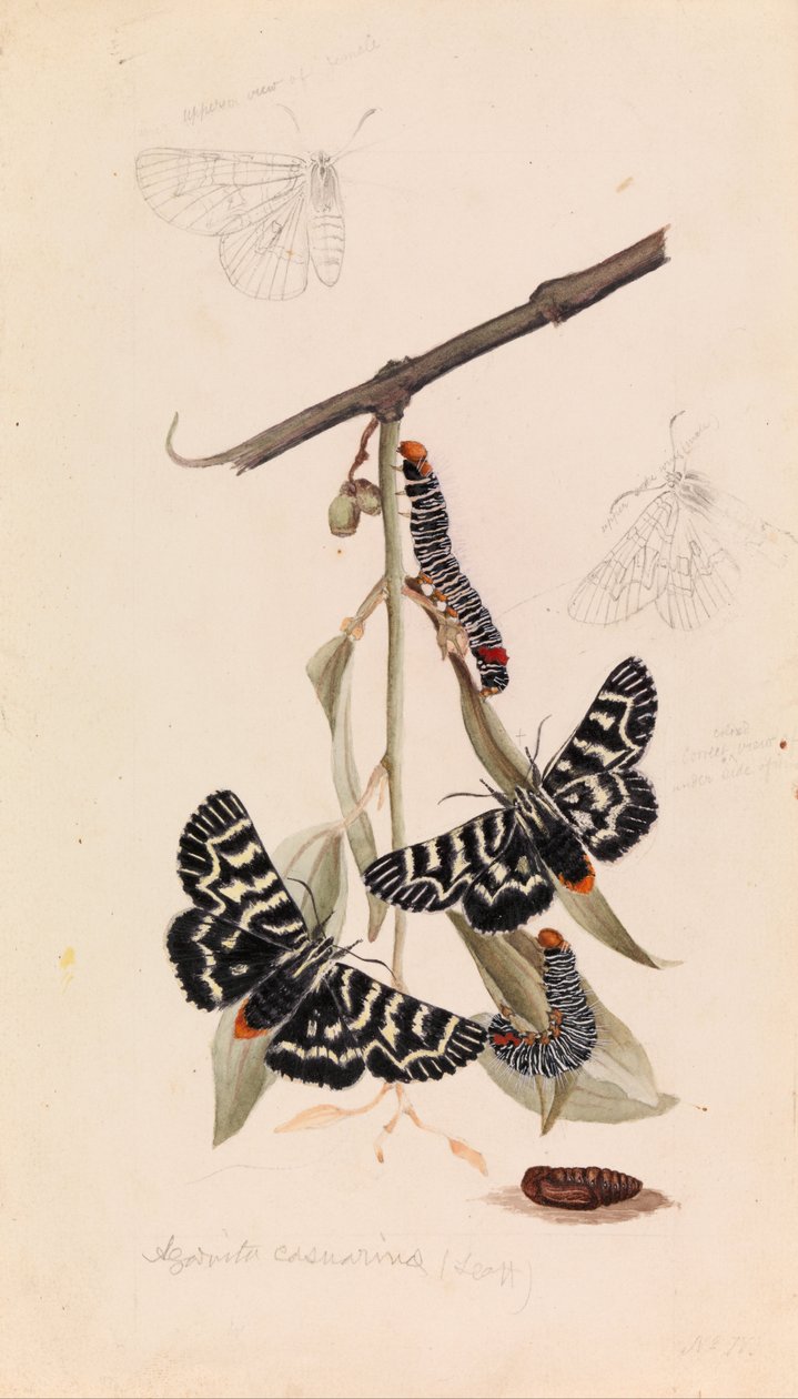 Weinmotte, Comocrus behri von Arthur Bartholomew