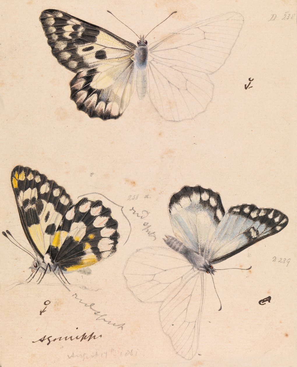 Holzweißer Schmetterling, Delias aganippe von Arthur Bartholomew