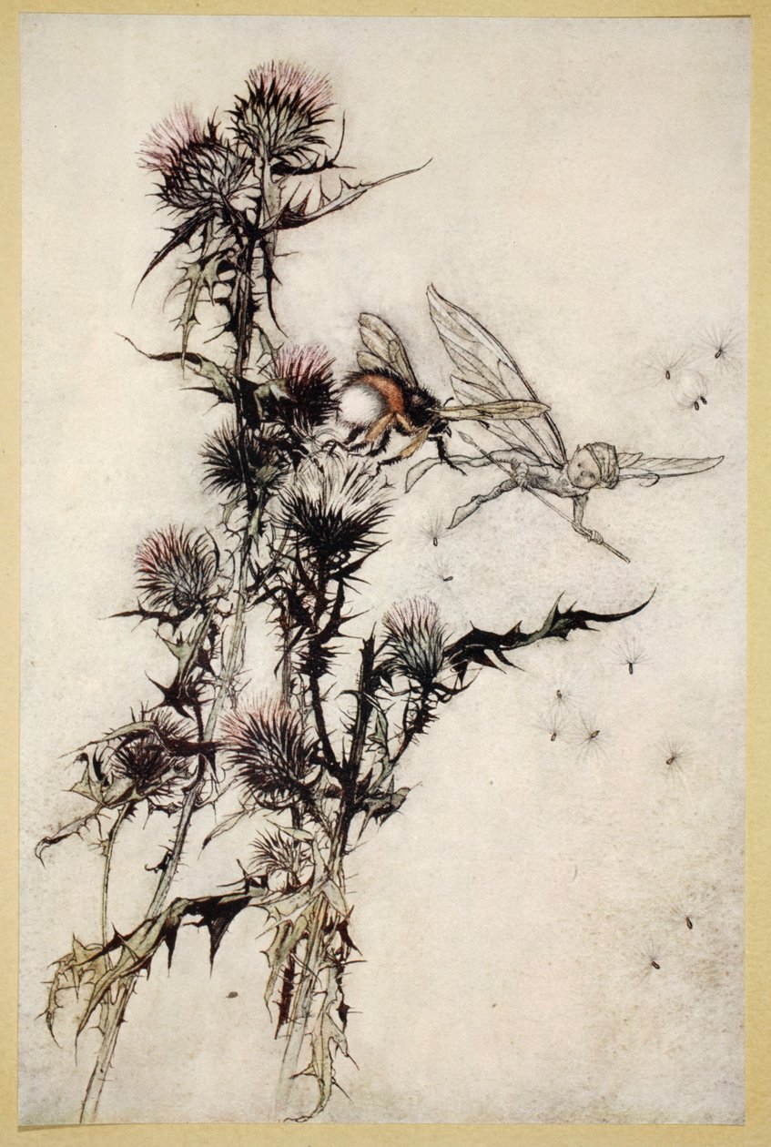 Töte mir eine rotgesäumte Hummel auf der Spitze einer Distel, Illustration aus 