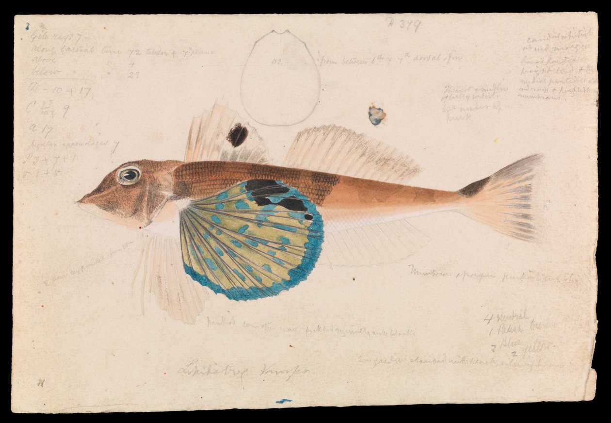Schmetterlings-Gurnard, Lepidotrigla vanessa von Arthur Bartholomew